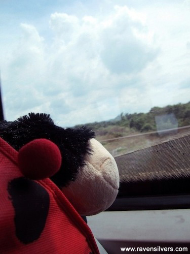 Chuffy Bug came with me!